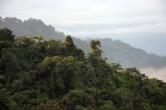 cross-river-gorilla-habitat.jpg